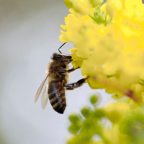 pollinering010