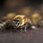 pollinering186small