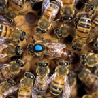 pollinering076